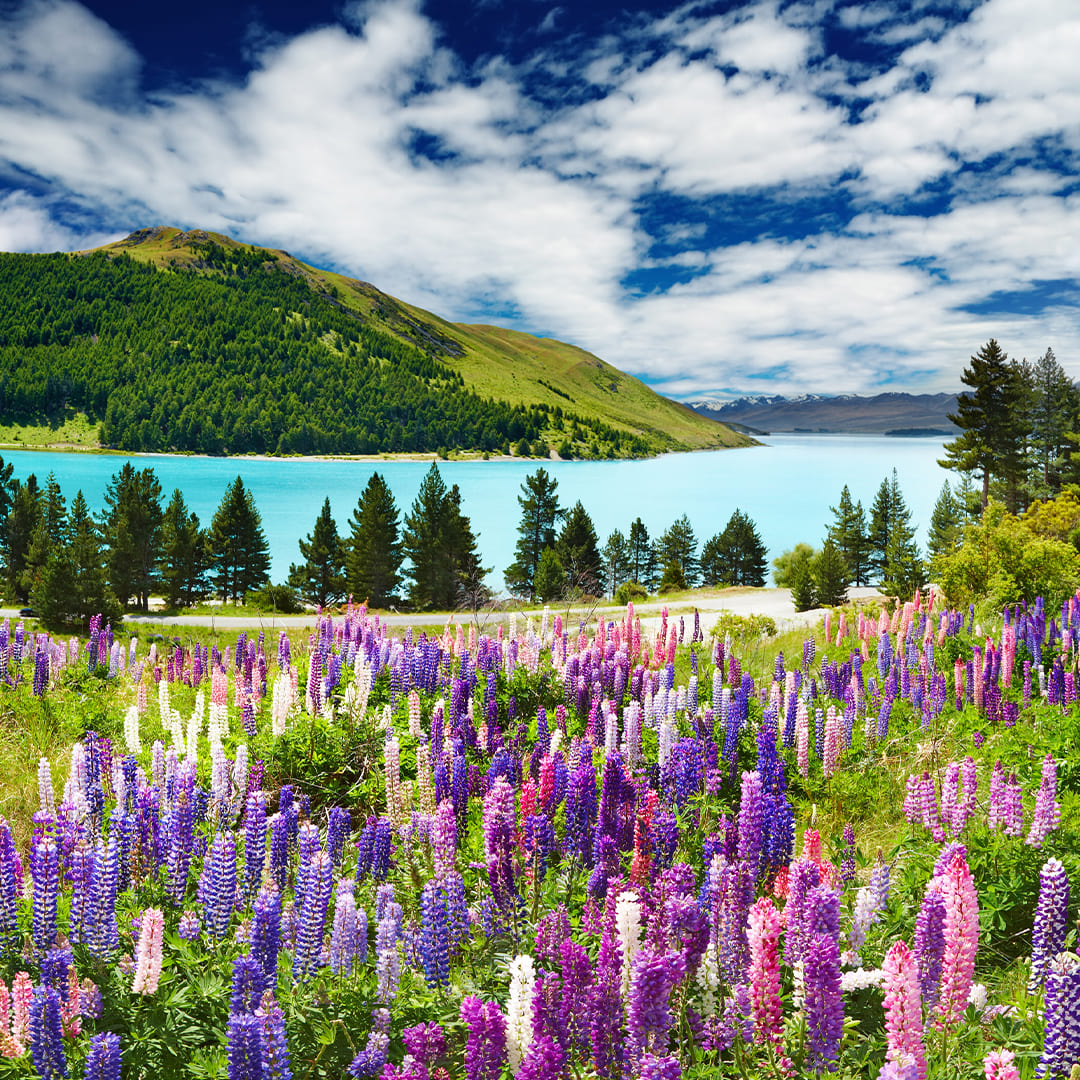 New Zealand Scenic Adventure